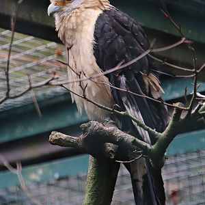 Yellow-headed caracara (Milvago chimachima)