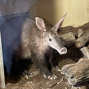 Male Aardvark, Tafari