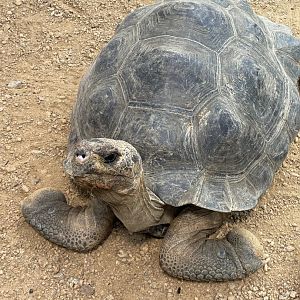 Galapagos Giant Tortoise
