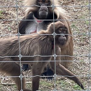 Gelada Pair