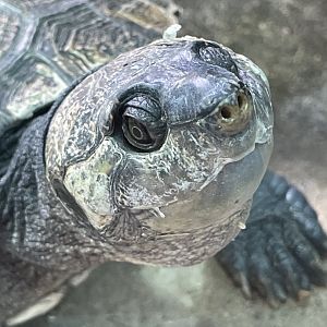Madagascan Big-Headed Turtle close-up