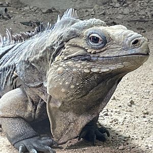 Lesser Antilean Iguana close-up