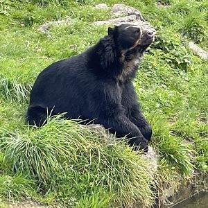 Male Andean Bear, Chui