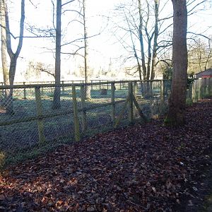 Lowland anoa enclosure 040324