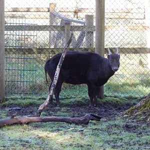 Lowland anoa 040324