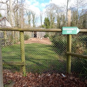 Chilean flamingo enclosure 040324
