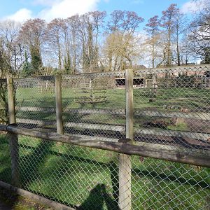 South American tapir habitat 040324