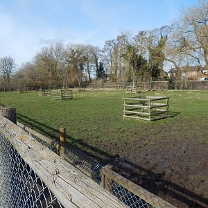 Capybara habitat 040324