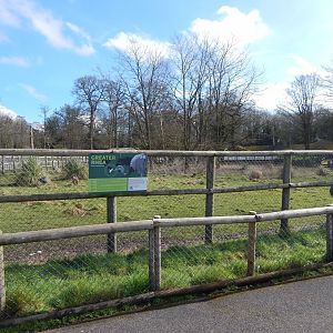 Greater rhea habitat 040324