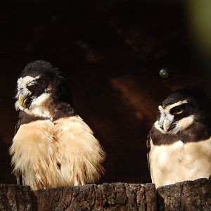 Spectacled owls 040324