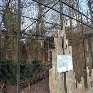 Eurasian great grey owl aviary 040324