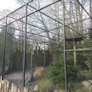 Snowy owl aviary 040324