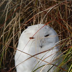 Snowy owl 040324