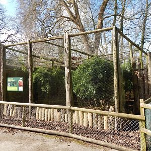 Golden pheasant aviary 040324