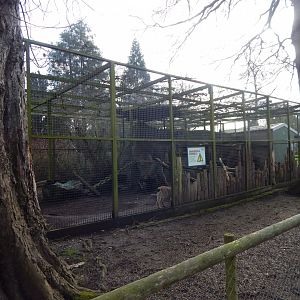 Northern lynx enclosure 040324