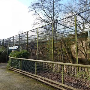 Nepalese red panda habitat 040324