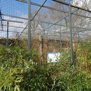 Nepalese red panda habitat - separate bamboo area 040324