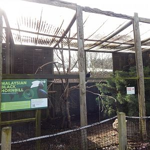 Black hornbill aviary 040324