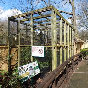 Tamarin Trail - Cotton-top tamarin habitat 040324