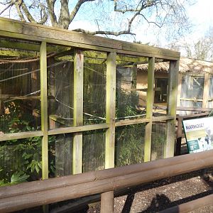Tamarin Trail - Pygmy marmoset habitat 040324