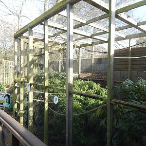 Tamarin Trail - Bearded emperor tamarin habitat 040324