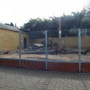 Meerkat enclosure - outdoors 040324