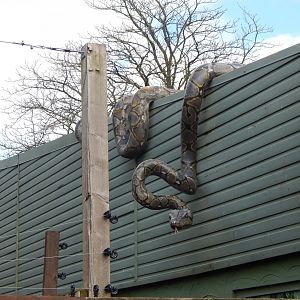 Reptile House roof decoration 040324