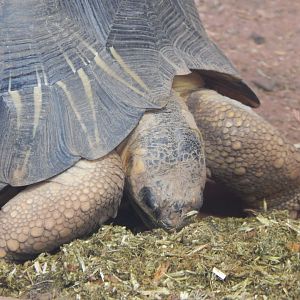 Reptile House - Radiated tortoise 040324
