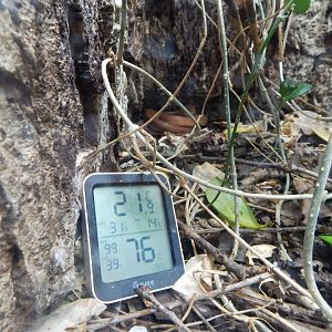 Reptile House - Banded egg-eating snake 040324