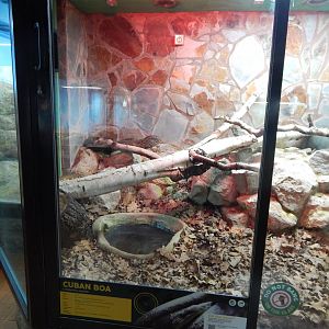 Reptile House - Cuban tree boa habitat 040324