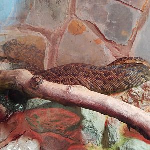 Reptile House - Cuban tree boa 040324