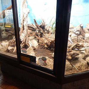 Reptile House - Habitat for Rio Fuerte beaded lizard/Green spiny lizard 040324