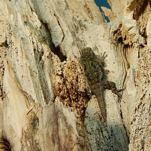 Reptile House - Green spiny lizard 040324