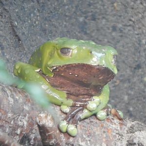 Reptile House - Giant leaf frog 040324