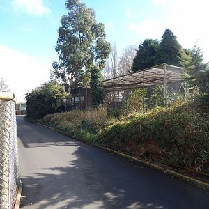 African grey parrot aviary 040324
