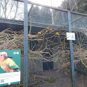 Sun parakeet aviary 040324