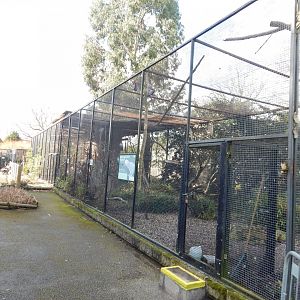 African grey parrot aviary 040324