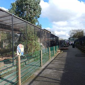Lesser palm cockatoo aviary 040324
