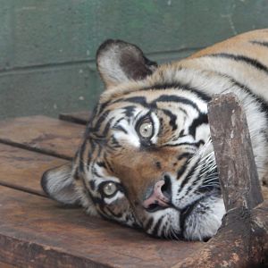 Sumatran tiger 040324