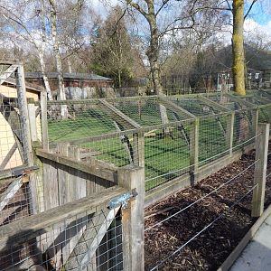 Eastern grey crowned-crane/Kirk's dik-dik habitat 040324