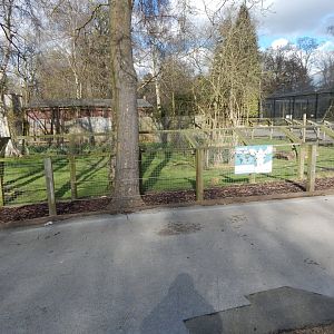 Eastern grey crowned-crane/Kirk's dik-dik habitat 040324