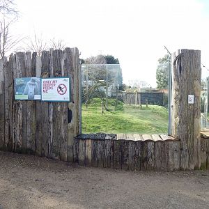 Sulawesi crested macaque habitat 040324
