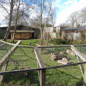 Eastern grey crowned-crane/Kirk's dik-dik habitat 040324