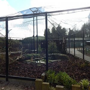 African Aviary - Amethyst starling/Bruce's green pigeon 040324