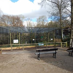 Colombian black spider monkey enclosure 040324