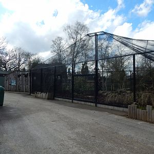 African Aviary - Amethyst starling/Bruce's green pigeon 040324