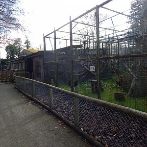 Ring-tailed lemur habitat 040324