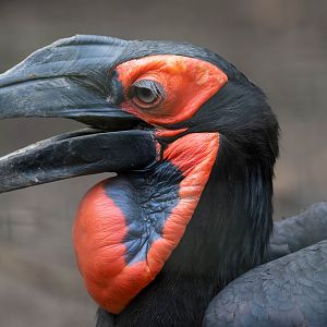 Southern ground hornbill, Linton, UK