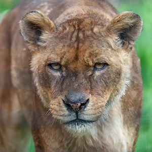 African lion (f), Safina, Linton, UK