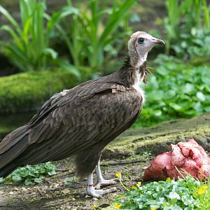Hooded vulture, Linton, UK